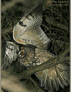 Long-eared Owl