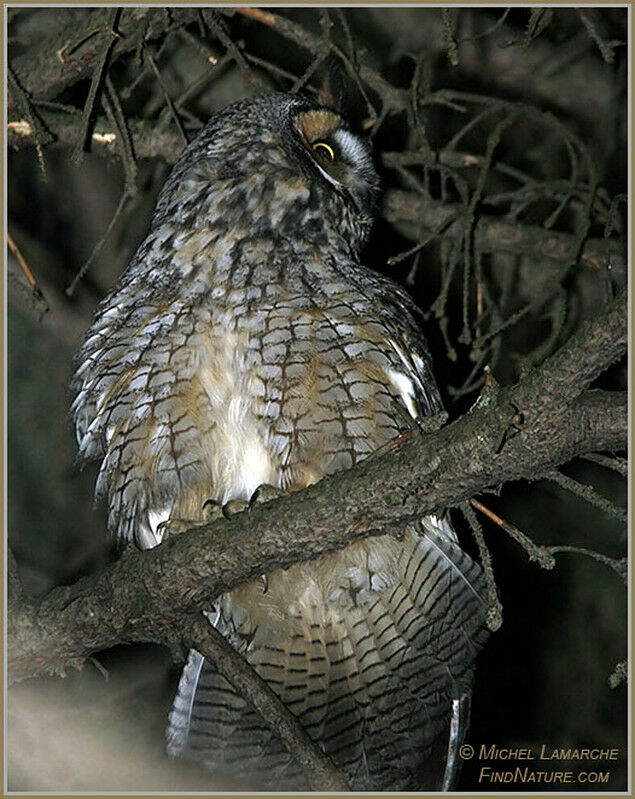 Long-eared Owl