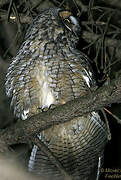 Long-eared Owl