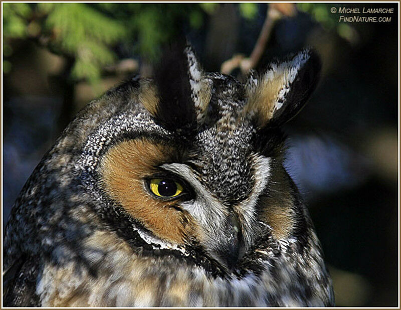 Long-eared Owl