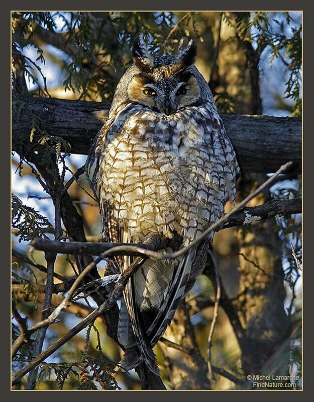 Long-eared Owl