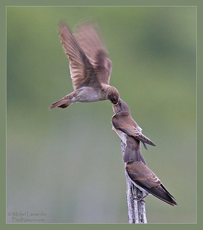 Hirondelle à ailes hérissées