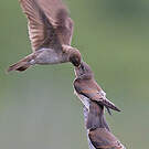 Hirondelle à ailes hérissées