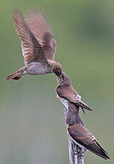 Hirondelle à ailes hérissées