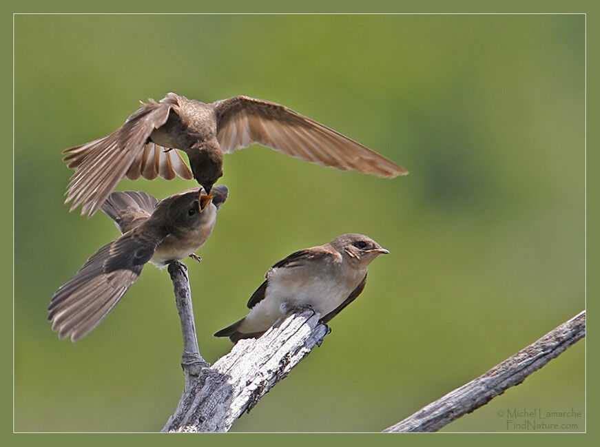 Hirondelle à ailes hérissées