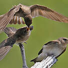Hirondelle à ailes hérissées