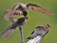 Hirondelle à ailes hérissées