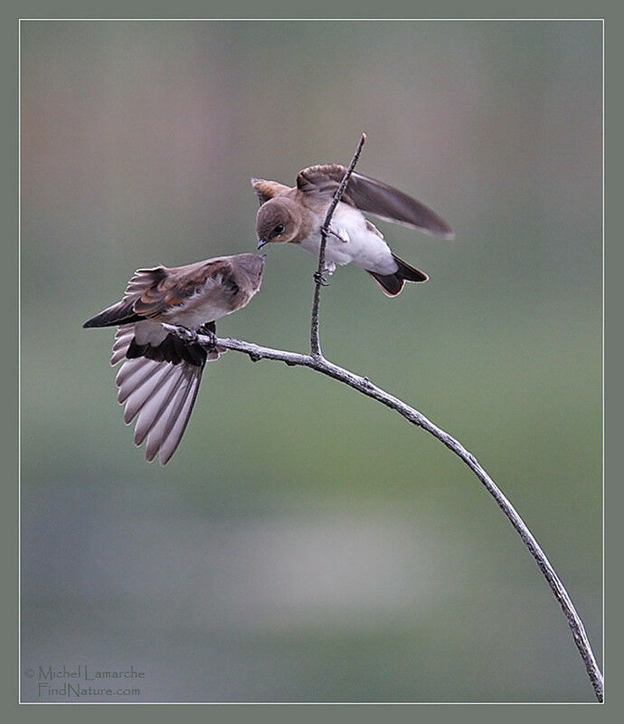 Hirondelle à ailes hérissées