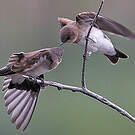 Hirondelle à ailes hérissées