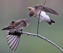 Hirondelle à ailes hérissées