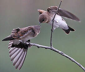 Hirondelle à ailes hérissées