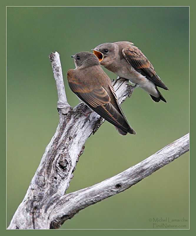 Hirondelle à ailes hérisséesjuvénile