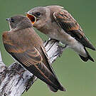 Hirondelle à ailes hérissées