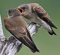 Hirondelle à ailes hérissées