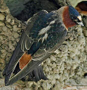 American Cliff Swallow