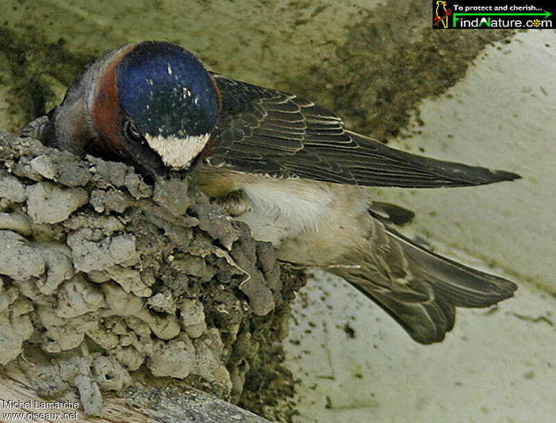 Hirondelle à front blancadulte, Nidification