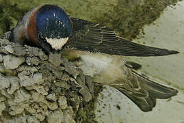 American Cliff Swallow