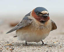 American Cliff Swallow