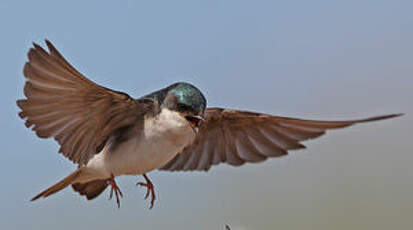 Hirondelle bicolore