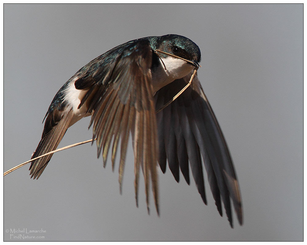 Tree Swallow male adult, Flight