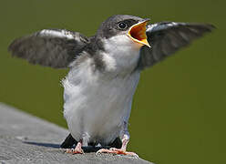 Tree Swallow