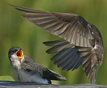 Tree Swallow