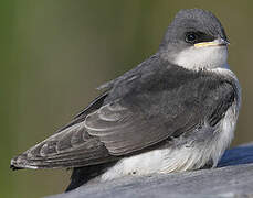 Tree Swallow