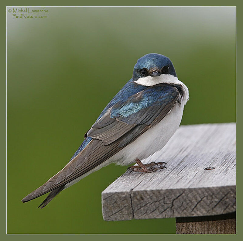 Tree Swallow