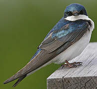 Tree Swallow