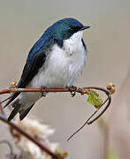 Tree Swallow