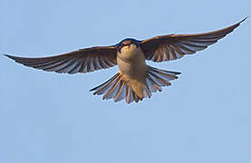 Tree Swallow