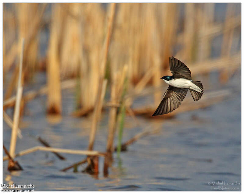 Tree Swallow male adult, Flight