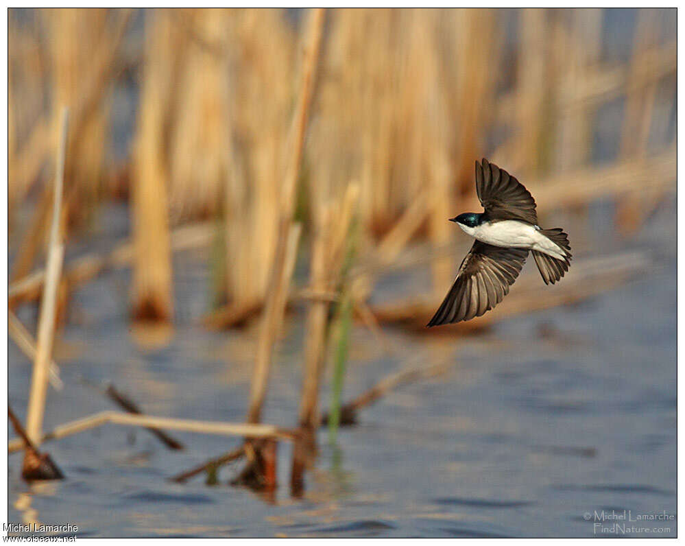 Tree Swallow male adult, Flight