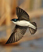 Tree Swallow