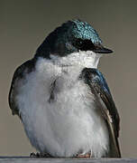 Tree Swallow