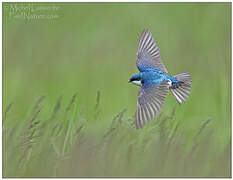 Tree Swallow