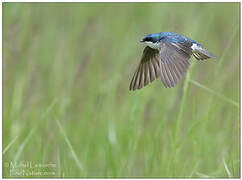 Tree Swallow