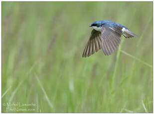 Hirondelle bicolore