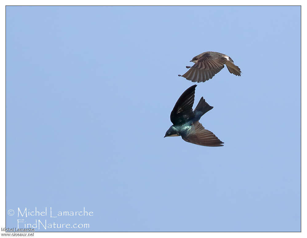 Tree Swallow, pigmentation, Flight