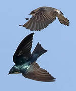 Tree Swallow