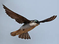 Tree Swallow