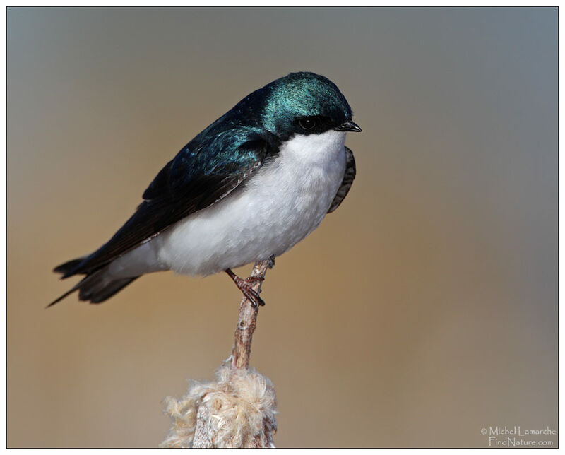 Tree Swallow male adult