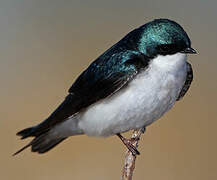 Tree Swallow