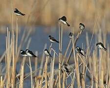 Tree Swallow