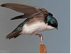 Tree Swallow