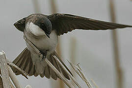 Tree Swallow