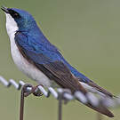 Hirondelle bicolore