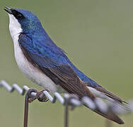 Tree Swallow