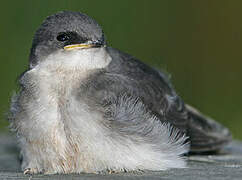 Tree Swallow