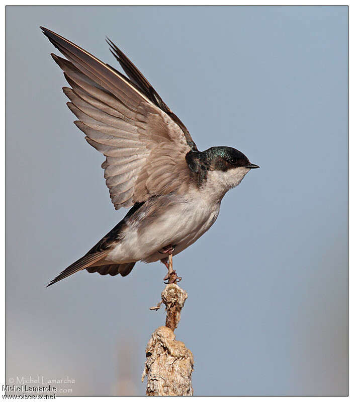 Tree Swallow male adult, aspect, pigmentation, Behaviour